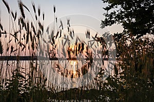 Silhouette of wheat grass at sunset at coastline of Kamenjak Nature Park. Calm atmosphere on Istrian Peninsula, Kvarner Gulf