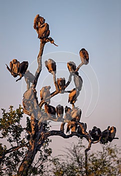 Silhouette of White Backed Vultures Perched in a Tree