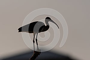 Silhouette of a White Ibis standing on top of a tree branch
