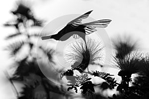 Silhouette of white-necked jacobin hovering next to mimosa flower, bird in flight, caribean tropical forest