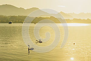 Silhouette white swan on Luzern lake with sightseeing vessel and mount Rigi background in Switzerland in summer and sunrise