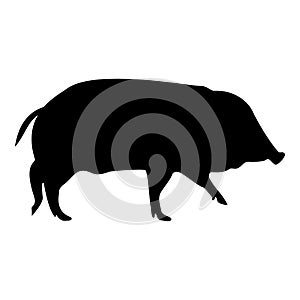 Silhouette wild boar hog wart swine suidae sus tusker scrofa black color vector illustration flat style image