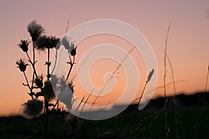 Silhouette of a wild thistle with the sky during sunset in a background