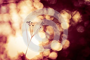 Silhouette of windflower in meadow during sunrise