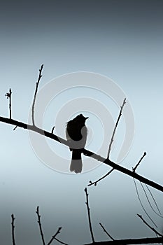 Silhouette winter scene of lonely bird on branch