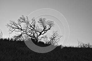 Silhouette of a winter tree