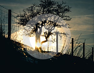 Silhouette of winter tree