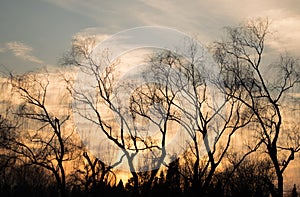 Silhouette Winter tree with Sunset