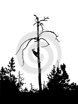 Silhouette woodpecker