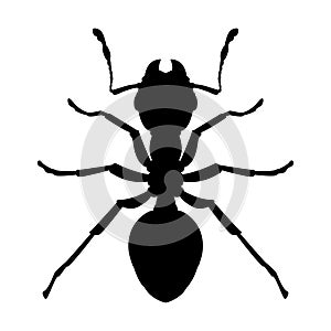 Silhouette of a worker black ant. Vector icon or emblem of a domestic insect isolated on a white background