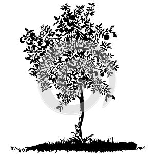Silhouette of a young apple tree