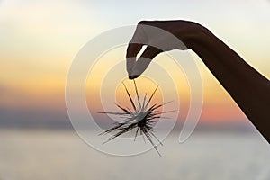 Silhouette of young girl holding the sea urchin in hand during sunset on the beach , close up
