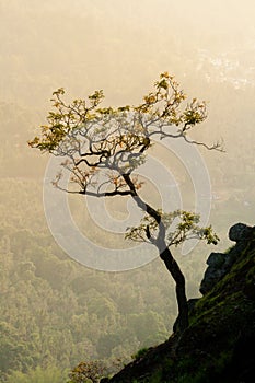 Silhouette of a young tree on the slopes of Nilgiris Hill with yellow background as the sun sets, Tamil Nadu, India.