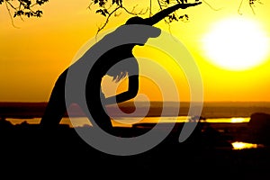 Silhouette of a young woman engaged in fitness in nature at sunset, a sports female profile, the concept of sport and healhcare