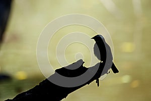 Silhouetted Bird on Branch