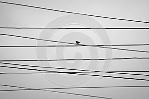 Silhouetted bird sitting on mesh of electric wires. Black and white