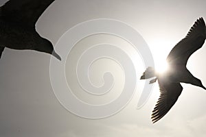 Silhouetted birds in flight photo