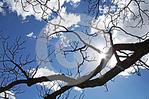 SILHOUETTED BRANCHES AGAINST SKY AND CLOUD