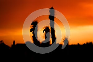 Silhouetted cactus at sunset