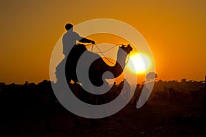 Silhouetted camel rider at sunset