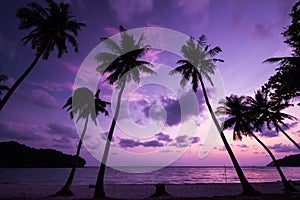 Silhouetted of coconut tree