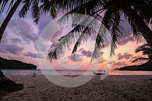 Silhouetted of coconut tree