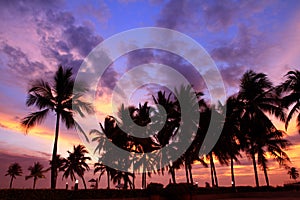 Silhouetted of coconut tree colorful sunset