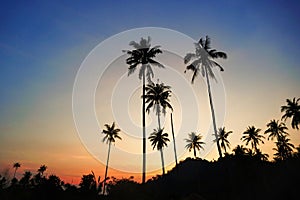 Silhouetted of coconut tree during sunset. palm tree with sun light on sky background. Isolated tall coconut palm tree against