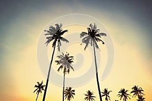 Silhouetted of coconut tree during sunset. palm tree with sun light on sky background. Isolated tall coconut palm tree against