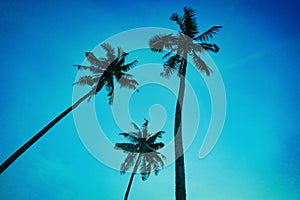 Silhouetted of coconut tree during sunset. palm tree with sun light on sky background. Isolated tall coconut palm tree against