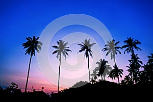 Silhouetted of coconut tree during sunset. palm tree with sun light on sky background. Isolated tall coconut palm tree against