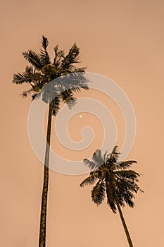 Silhouetted of coconut tree during sunset. palm tree with sun light on sky background. Isolated tall coconut palm tree against