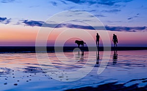 Silhouetted couple walking the dog on the beach at sunset