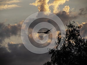 Riconosciamo corvo voli lontano alberi come tempesta nuvole modulo 