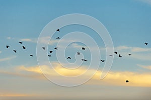 Silhouetted crows Flying in the Sunset Sky