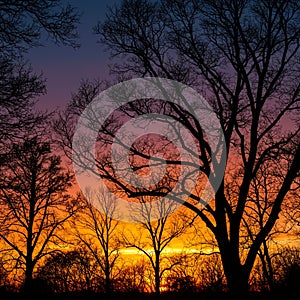Silhouetted deciduous trees with bare branches stand against a vibrant sunset sky