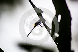 Silhouetted Dragonfly