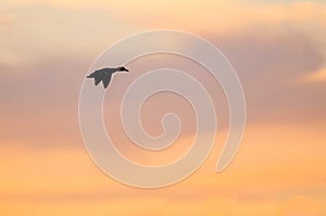 Silhouetted Duck Flying in the Beautiful Sunset Sky