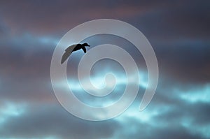 Silhouetted Duck Flying in the Sunset Sky