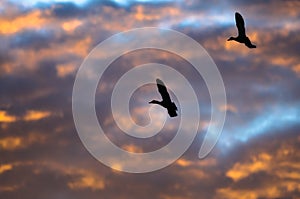 Silhouetted Ducks Flying in the Sunset Sky