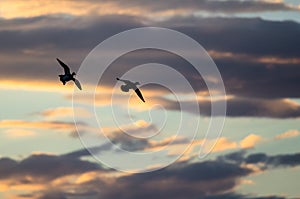 Silhouetted Ducks Flying in the Sunset Sky