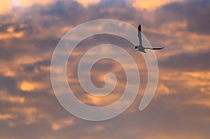 Silhouetted Ducks Flying in the Sunset Sky