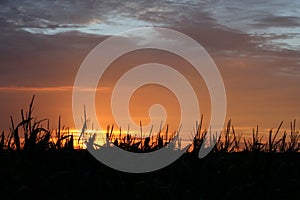 Silhouetted field at sunset