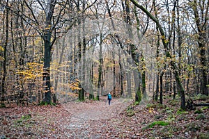 Silhouetted figure wearing a blue jacket walking through a picturesque forest full of lush trees