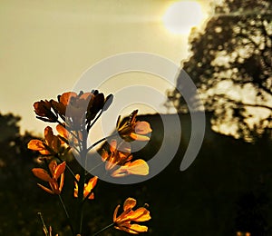 Silhouetted , flower