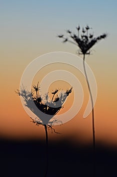Silhouetted flowers at sunset