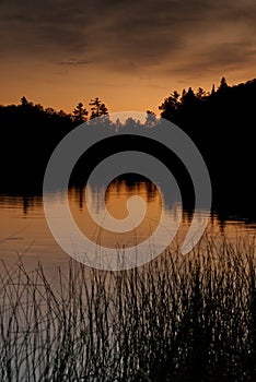 Silhouetted forest sunset