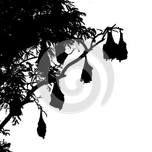 Silhouetted fruit bat on tree