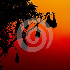 Silhouetted fruit bat on tree at sunset