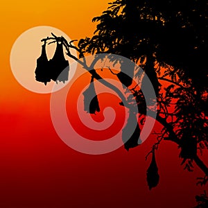 Silhouetted fruit bat on tree at sunset